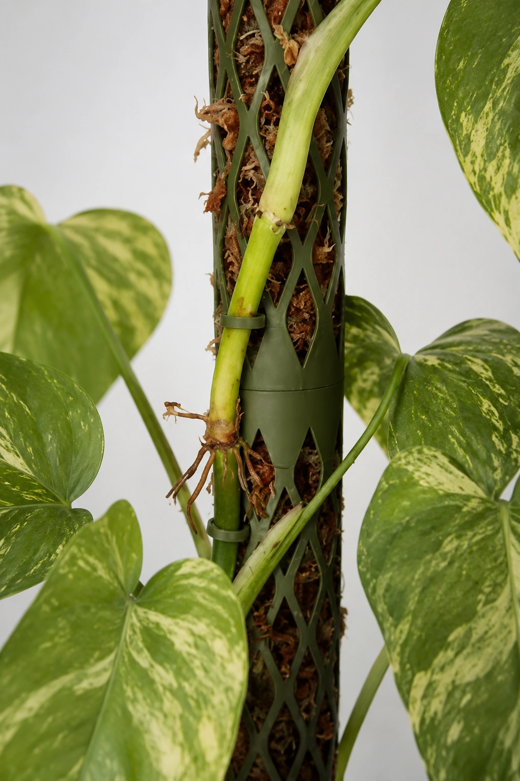 Detalle de Moss Buddy como soporte rellenable para plantas trepadoras